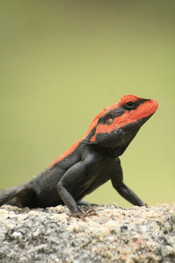 How to Identify Nutritional Deficiencies in Pet Lizards?
